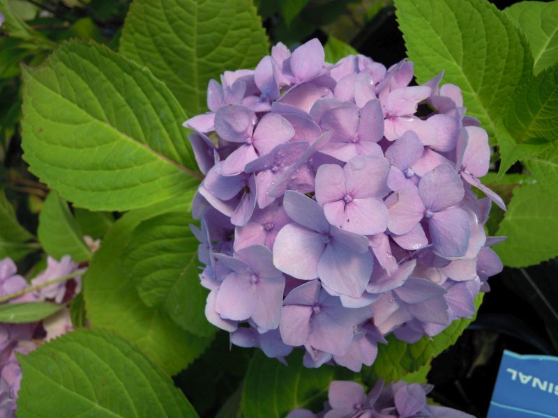 Vooravond Slaapkamer Dwang Hydrangea m. 'Endless Summer' +'Bailmer' - grote bloemen,hortensia